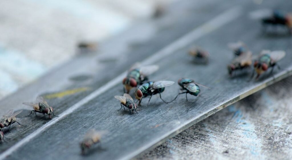 Commercial Fly Control